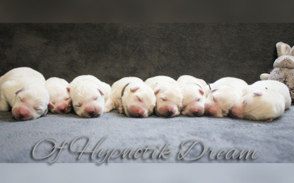 chiot Berger Blanc Suisse Of Hypnotik Dream