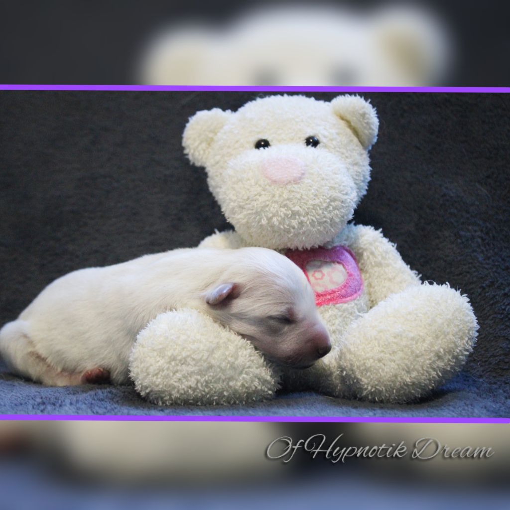 Of Hypnotik Dream - Chiot disponible  - Berger Blanc Suisse