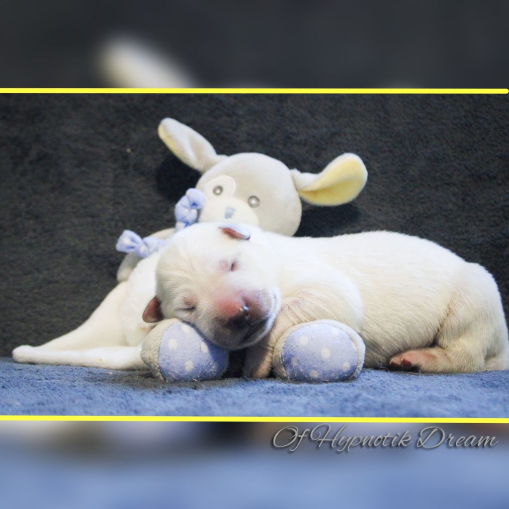 Of Hypnotik Dream - Chiot disponible  - Berger Blanc Suisse