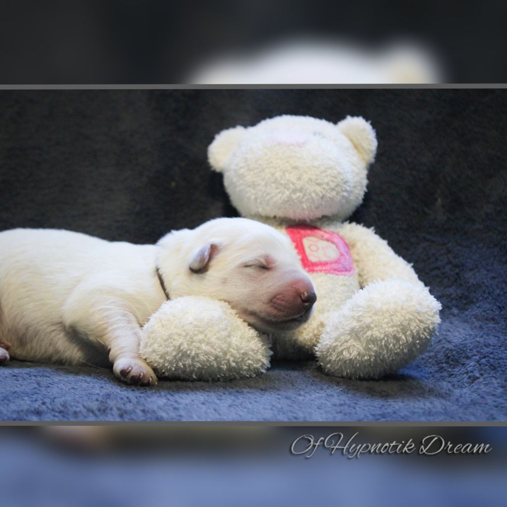 Of Hypnotik Dream - Chiot disponible  - Berger Blanc Suisse