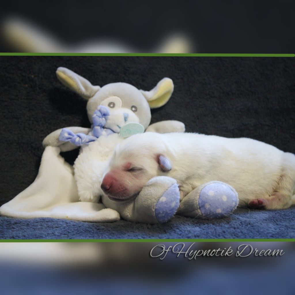 Of Hypnotik Dream - Chiot disponible  - Berger Blanc Suisse