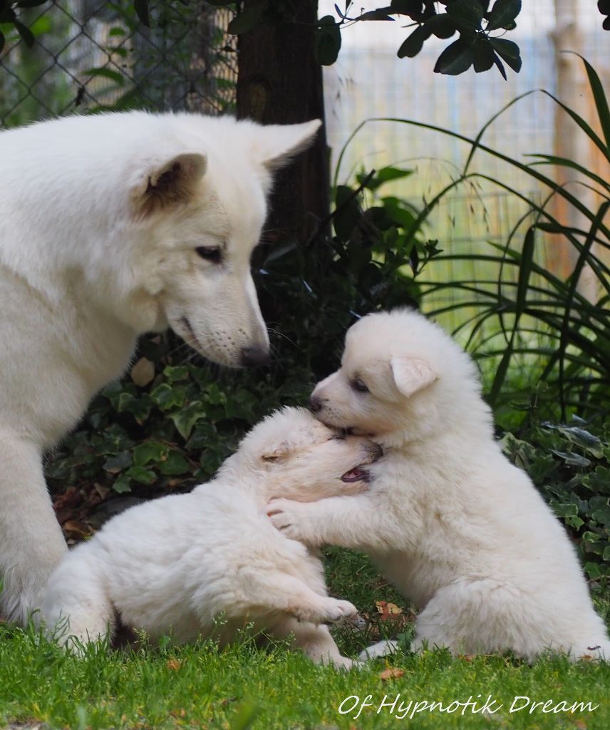 Of Hypnotik Dream - Berger Blanc Suisse - Portée née le 02/05/2019