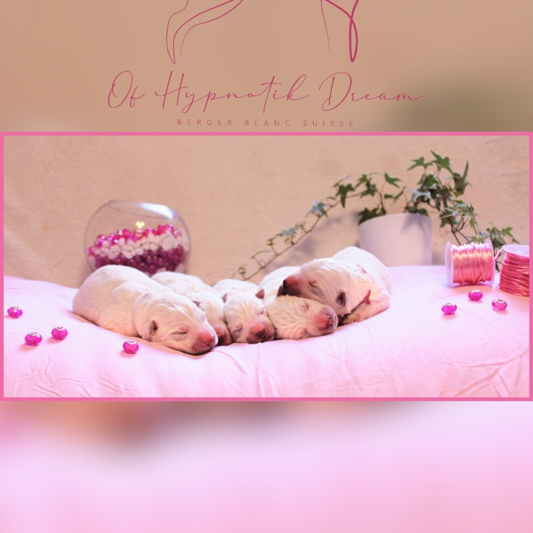 Of Hypnotik Dream - Berger Blanc Suisse - Portée née le 21/01/2026
