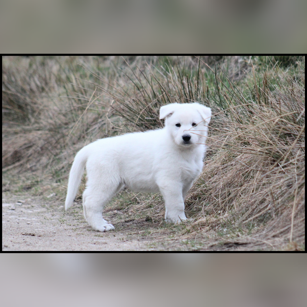 Of Hypnotik Dream - Chiots disponibles - Berger Blanc Suisse