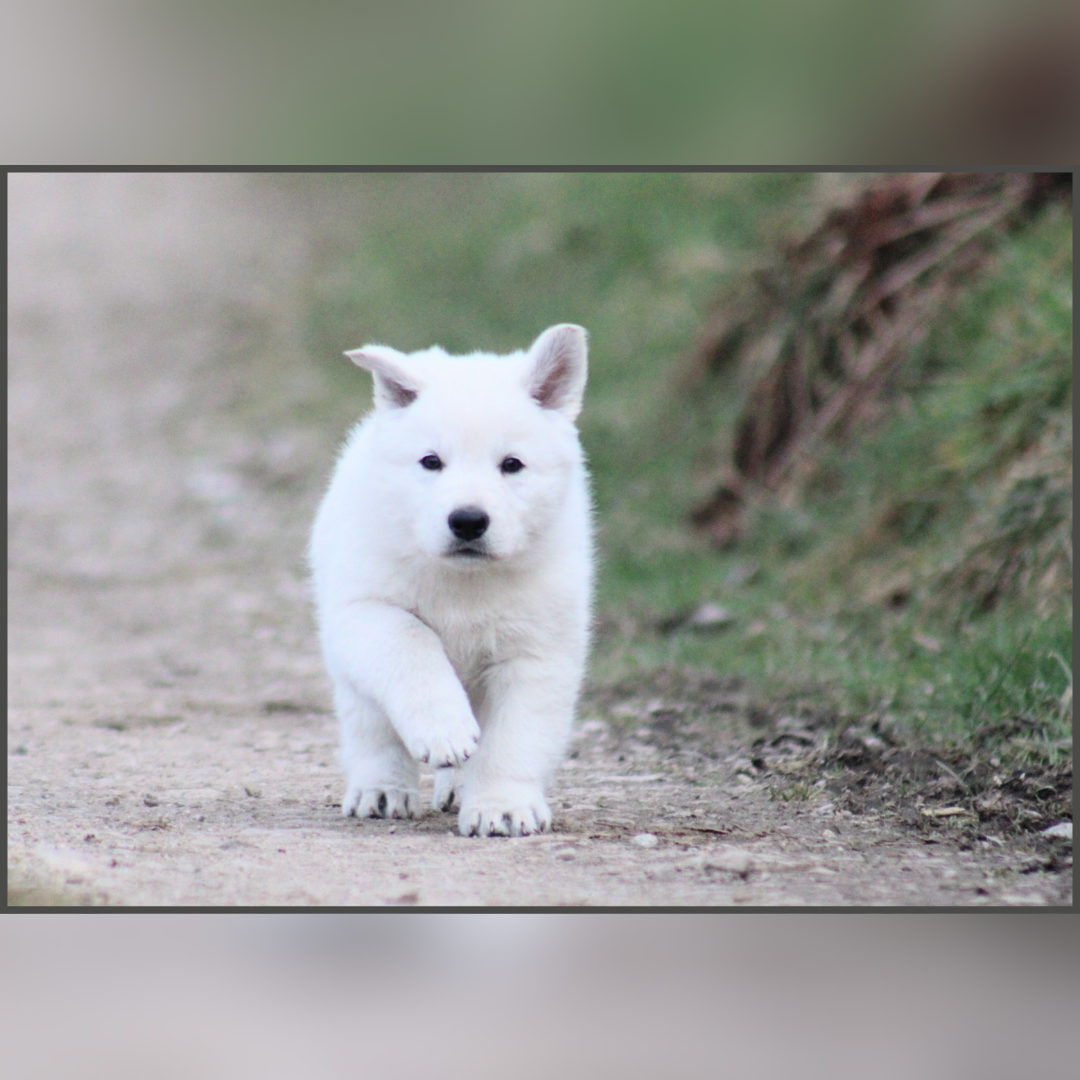 Of Hypnotik Dream - Chiots disponibles - Berger Blanc Suisse
