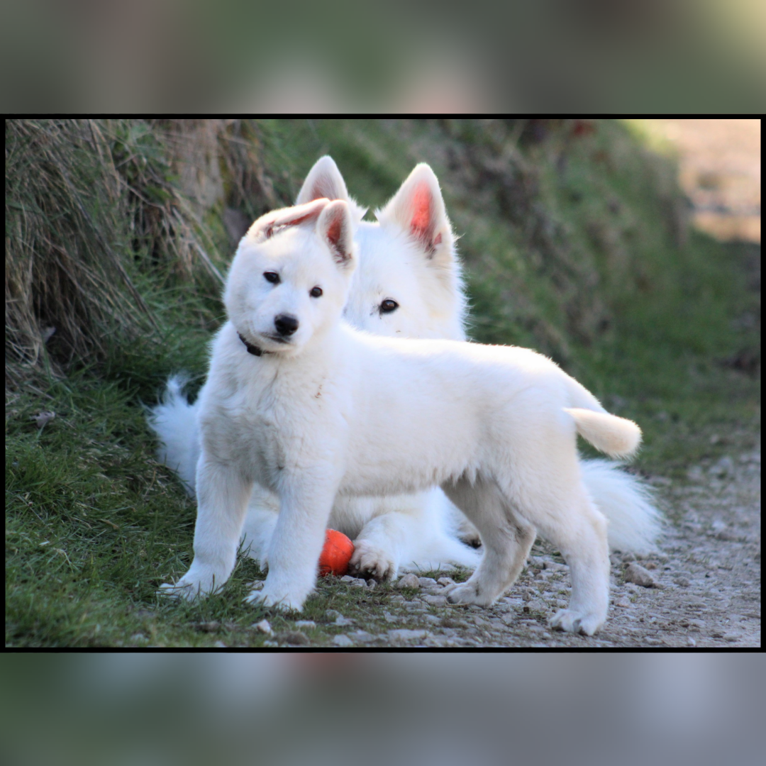 Of Hypnotik Dream - Chiots disponibles - Berger Blanc Suisse