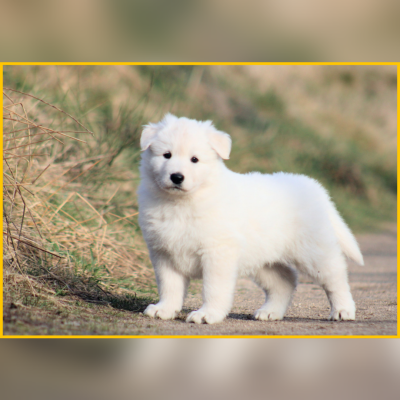 Femelle collier jaune