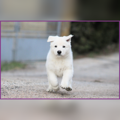 Femelle collier violet