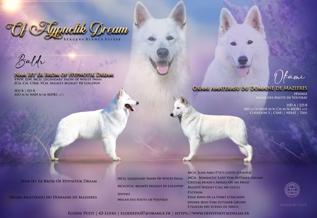 Of Hypnotik Dream - Berger Blanc Suisse - Portée née le 31/03/2024